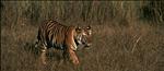 tiger safari in rajasthan, india 